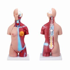 Brown 55cm Human Anatomy Unisex Torso Assembly Visceral Anatomical Model