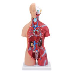 Maroon 55cm Human Anatomy Unisex Torso Assembly Visceral Anatomical Model