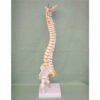 Dark Gray 45CM Spine Model With Pelvis Femur Heads 1/2 Life Lab Equipment Detailed Toys