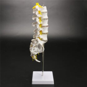 Slate Gray 12''Life Size Chiropractic Human Anatomical Lumbar Vertebral Spine Anatomy Model