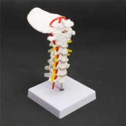 Antique White 7'' Life Size Chiropractic Human Anatomical Cervical Vertebral Spine Model