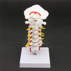 Light Gray 7'' Life Size Chiropractic Human Anatomical Cervical Vertebral Spine Model