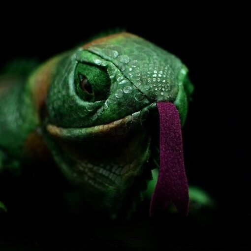 Simulation Green Iguana Lizard Doll Cute Lizard Qlush Toys (Lizard) - Toys Ace