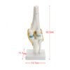 Knee Joint Model Human Skeleton Anatomy Study Display Teaching 1 Set - Toys Ace