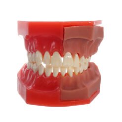 Brown Dental Tools Medical Model Of The Dental Model Deciduous Tooth Replacement Model