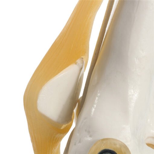 Knee Joint Model Human Skeleton Anatomy Study Display Teaching 1 Set - Toys Ace