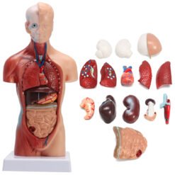 STEM Human Torso Body Anatomy Model Heart Brain Skeleton School Educational