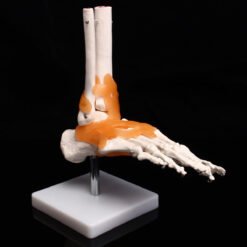 Coral Life Size Foot Ankle Joint Anatomical Skeleton Model Human Anatomy  Teaching Training Education Office Settings