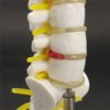 Rosy Brown Mini Human Lumbar Vertebrae Sacrum Coccyx Anatomy Medical Spine Model 15cm